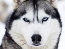 Zdjęcie, z którego powstał wzór: Husky