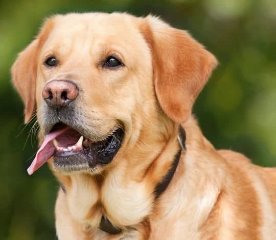 Zdjęcie labradora
